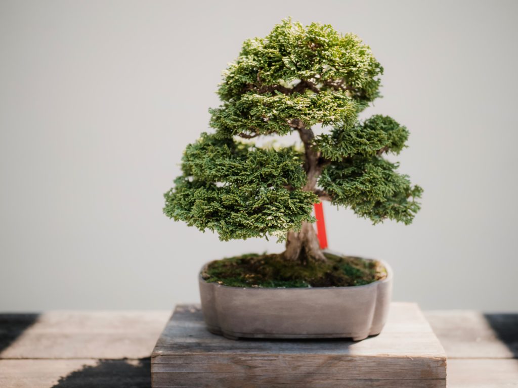 improve life plant bonsai mini tree wisdom