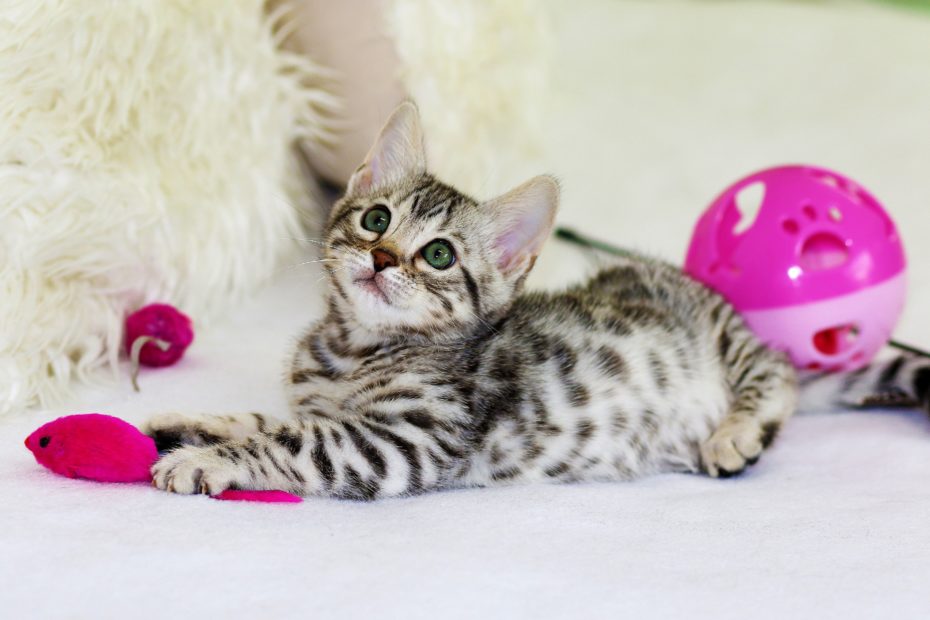 cat fear kitten perception mindset