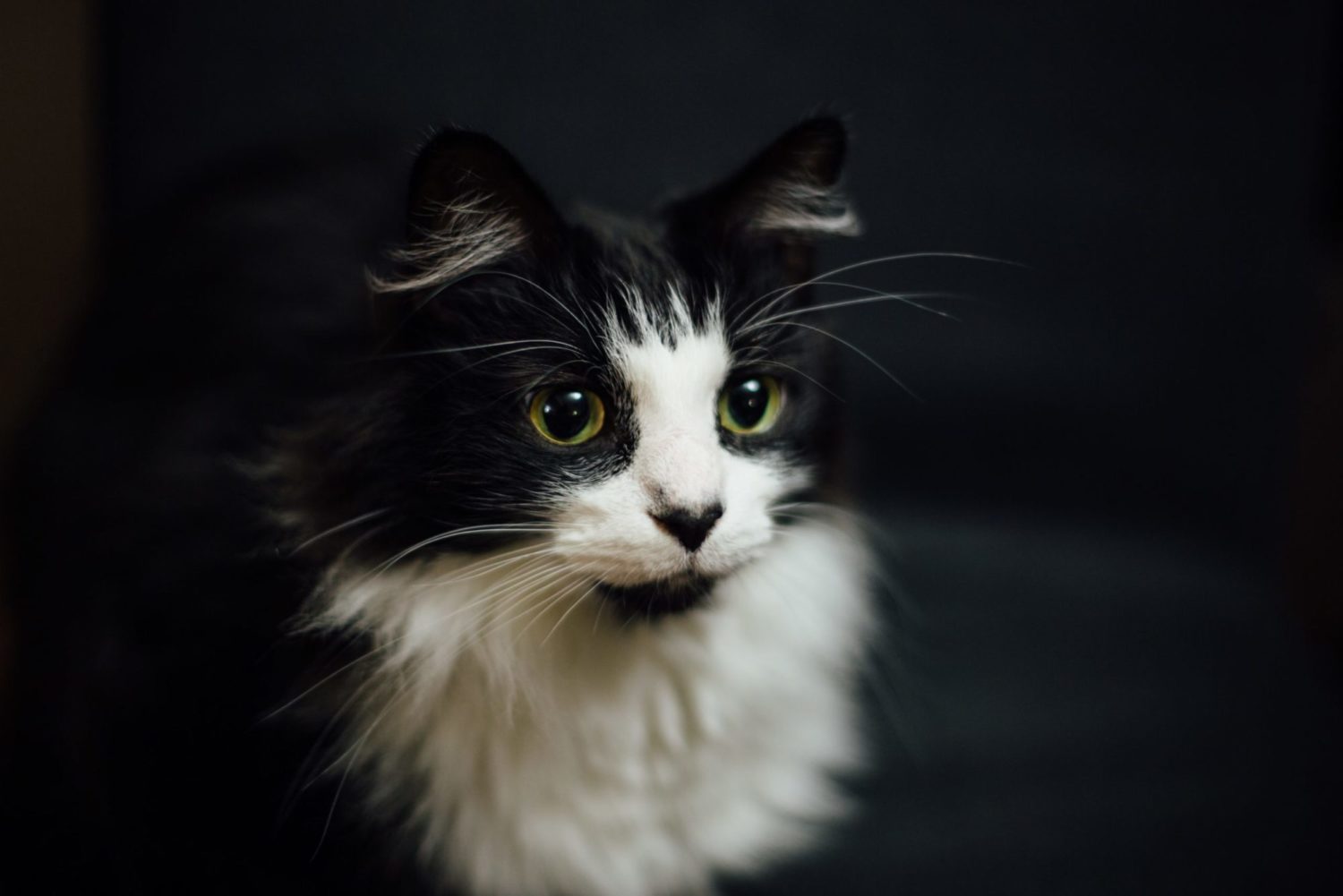 eyes cat truth see broken