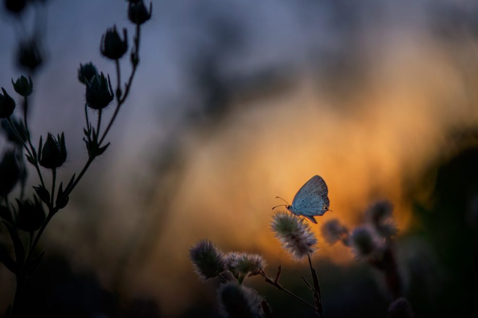 butterfly in evening