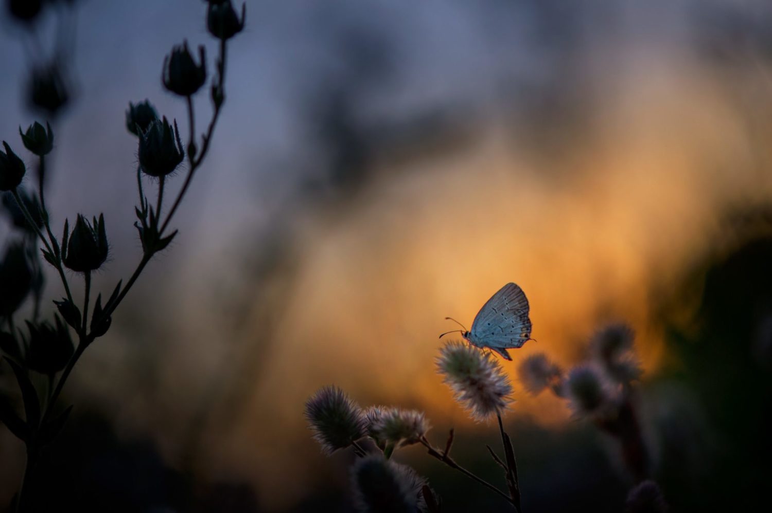 butterfly in evening